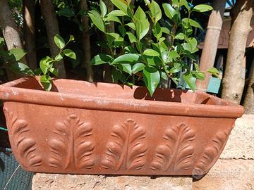 vasi in terracotta 