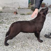 Cucciola dì labrador retriever puro chocolate