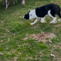 Border collie da lavoro