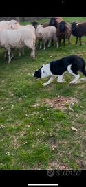 Border collie da lavoro
