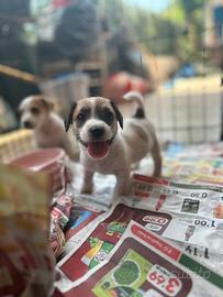 Jack Russel vaccinati zampa corta