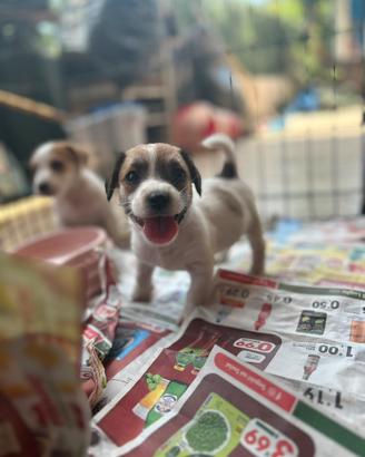 Jack Russel vaccinati zampa corta