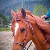 Quarter horse