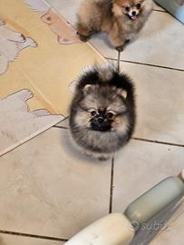 Spitz nano di pomerania