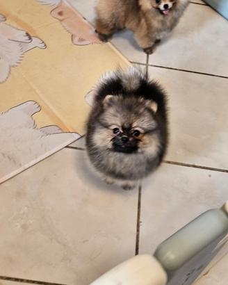 Spitz nano di pomerania