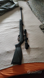 Gamo Black bear