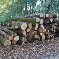 Legna da ardere di castagno in stanga