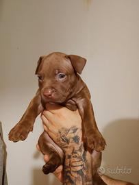 American pitbull terrier red nose