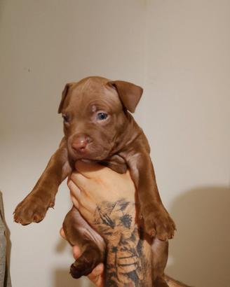 American pitbull terrier red nose
