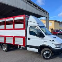 Iveco Daily 35c13 trasporto animali vivi patente B