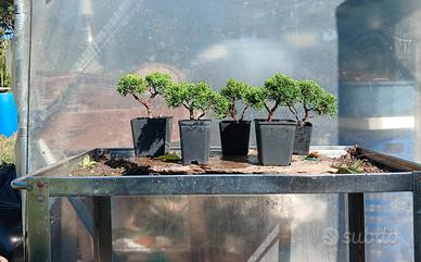 bonsai 