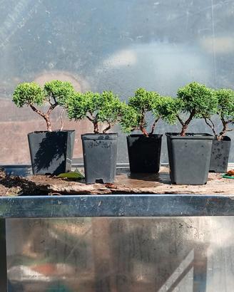 bonsai 