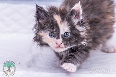 Cuccioli di Maine Coon