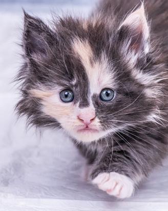 Cuccioli di Maine Coon
