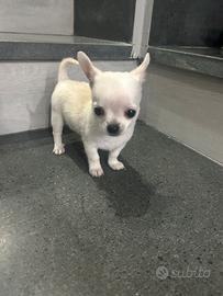 Chihuahua