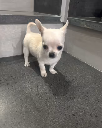 Chihuahua