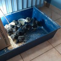 Pulcini di razza marans