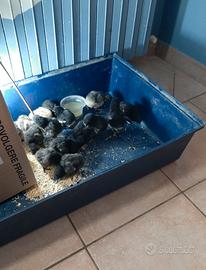 Pulcini di razza marans