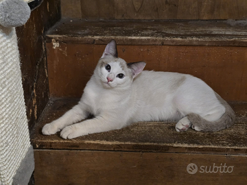 Gatto simil siamese