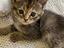 Immagine 2