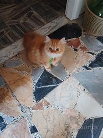 persiano