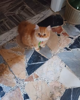 persiano