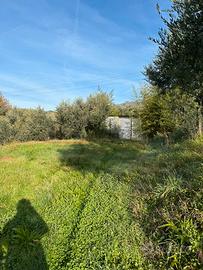 Terreno con olivi