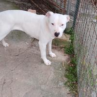 Cane pit bull femmina bianca