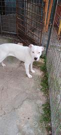 Cane pit bull femmina bianca