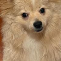 Volpino di pomerania