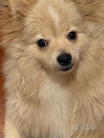 Volpino di pomerania