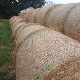 Fieno maggengo 2025 in balloni rotondi