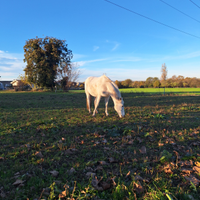 Posto in paddock per cavallo