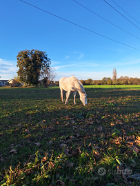 Posto in paddock per cavallo