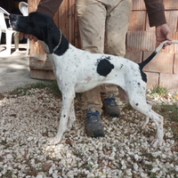Cucciolona pointer inglese