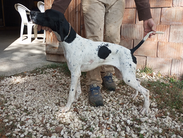 Cucciolona pointer inglese