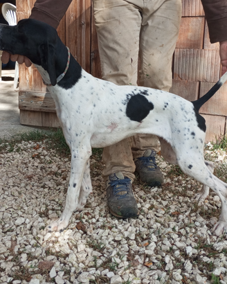 Cucciolona pointer inglese