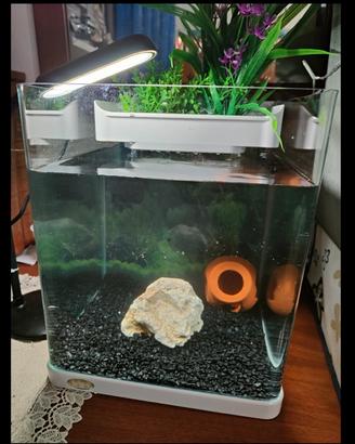 Acquario di 20 l