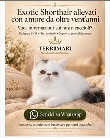 Cucciolo i razza exotic shorthair