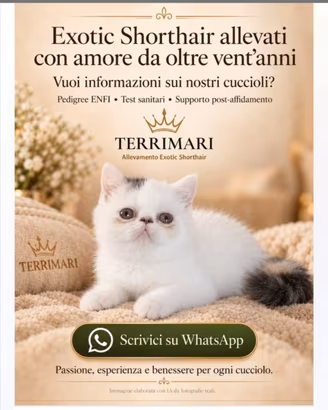 Cucciolo i razza exotic shorthair
