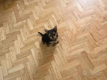 Femminuccia piccina yorkshire mix chihuahua