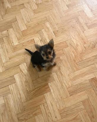 Femminuccia piccina yorkshire mix chihuahua