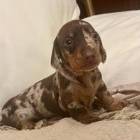 Cuccioli bassotti kaninchen e nani