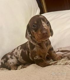 Cuccioli bassotti kaninchen e nani