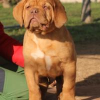 Cuccioli Dogue de Bordeaux