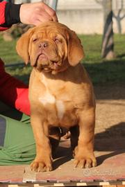 Cuccioli Dogue de Bordeaux