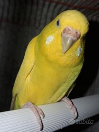 Cocoriti lutina asulta