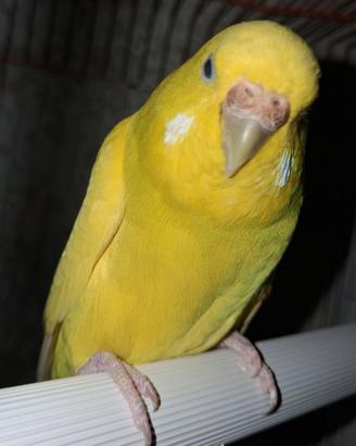 Cocoriti lutina asulta