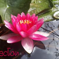 ninfea Attraction rossa laghetto pond stagno