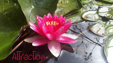 ninfea Attraction rossa laghetto pond stagno